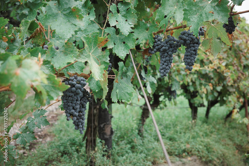 grapes on the vine