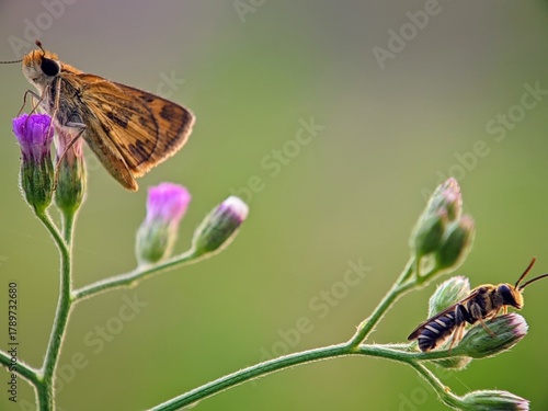 Bild auf Leinwand Halictidae Bees and Potanthus omaha Butterflies Macro Biology Sharp Education