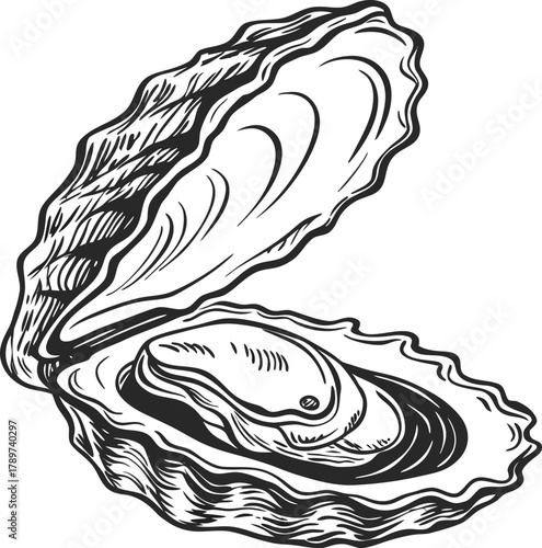 An intricately detailed black and white illustration of an oyster shell, open to reveal a single oyster. The shell is depicted in a side view, revealing its undulating, ridged texture. The interior of