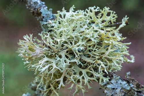 Eichenmoss-Pflaumenflechte auf Baumrinde – detailreiche Makroaufnahme einer symbiotischen Flechte in natürlicher Umgebung, ideal für Natur- und Wissenschaftsprojekte