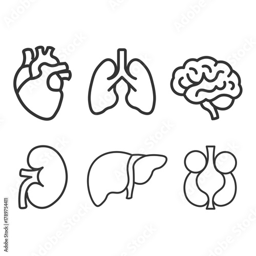 human organs and organs line icons set