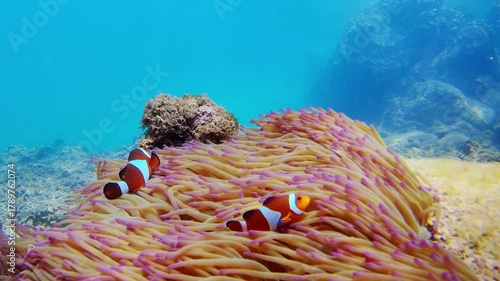 Beautiful underwater scene with colorful sea anemones and clownfish gently waving in the current. Filmed in clear tropical waters near Borneo, Malaysia.