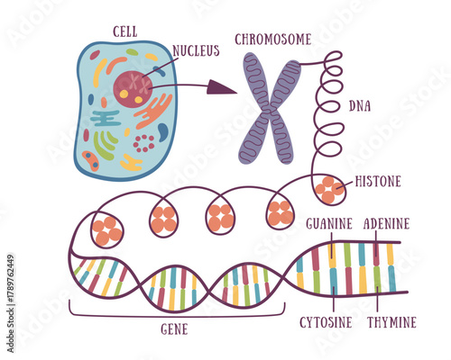 DNA structure and genetic hierarchy diagram. Flat vector illustration showing the structure of genetic material from the cell to DNA sequence. Concept of genetics and molecular biology. 