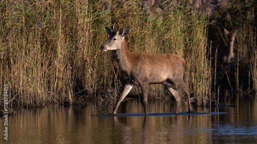 Wild stag moves through wetland reeds during sunset, filmed in slow motion highlighting detailed natural textures.