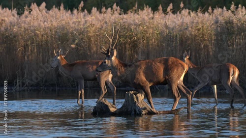 Male and female deer walk across shallow wetland at dusk with soft sunset glow and reflections visible in calm water.