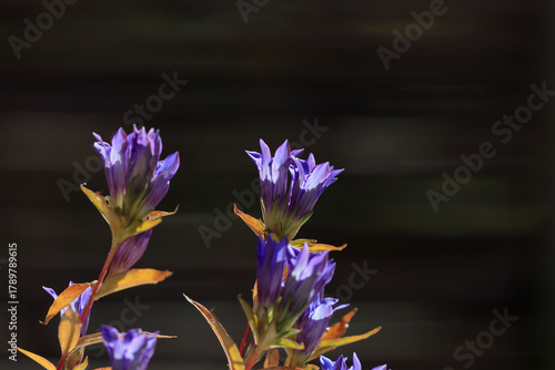 Gentians blooming on an autumn day