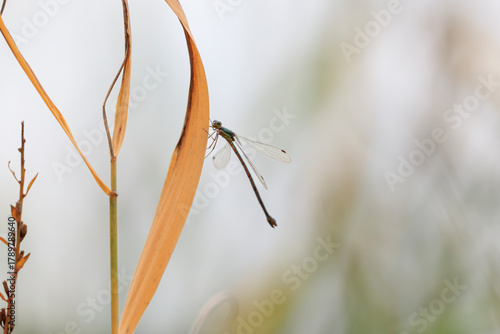 A blue-spotted damselfly resting on dead grass in a marsh
