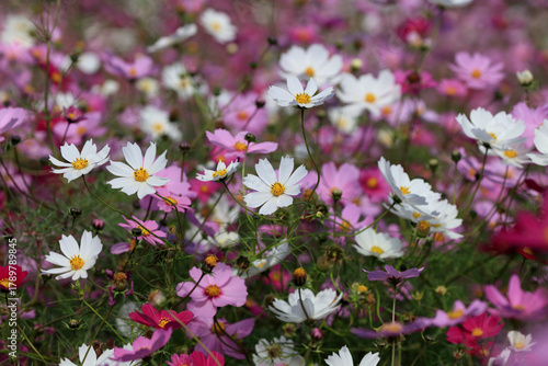 Flower garden of the cosmos
