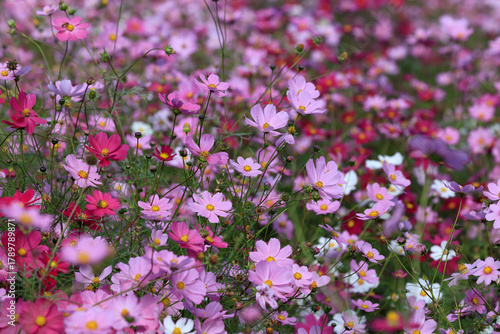 Flower garden of the cosmos