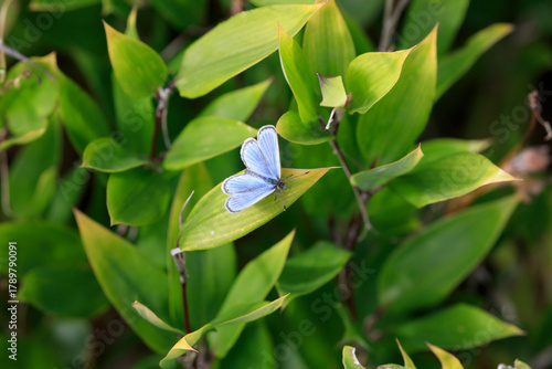 A Yamato Shijimi butterfly resting on a bamboo leaf in the garden