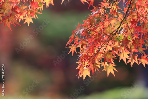 Maple leaves beginning to change color
