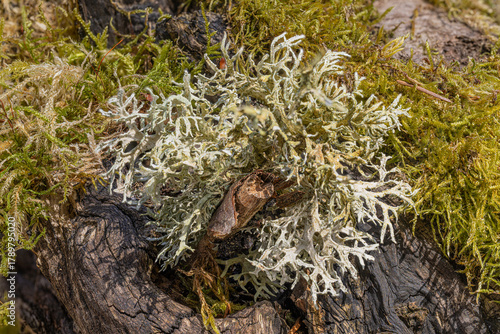 Oakmoss; lichen; (Evernia; prunastri); on; tree; bark; –; detailed; macro; shot; of; a; symbiotic; organism; in; natural; forest; environment