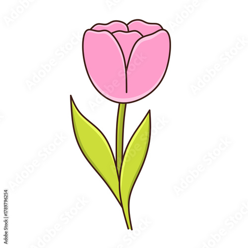 pink tulip isolated on white background