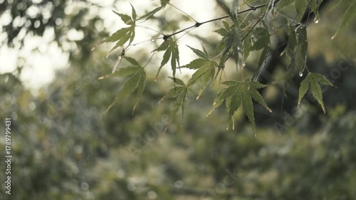 キラキラ光り輝く雨水に濡れた森林の木々　さわやかな森の木の葉新緑の光　自然・季節のの背景　アウトドア・太陽の日差し・洗濯のイメージ	