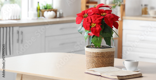 Christmas plant poinsettia ...