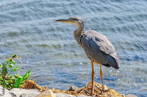 grey heron ardea cinerea