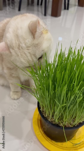 Cat eating wheatgrass