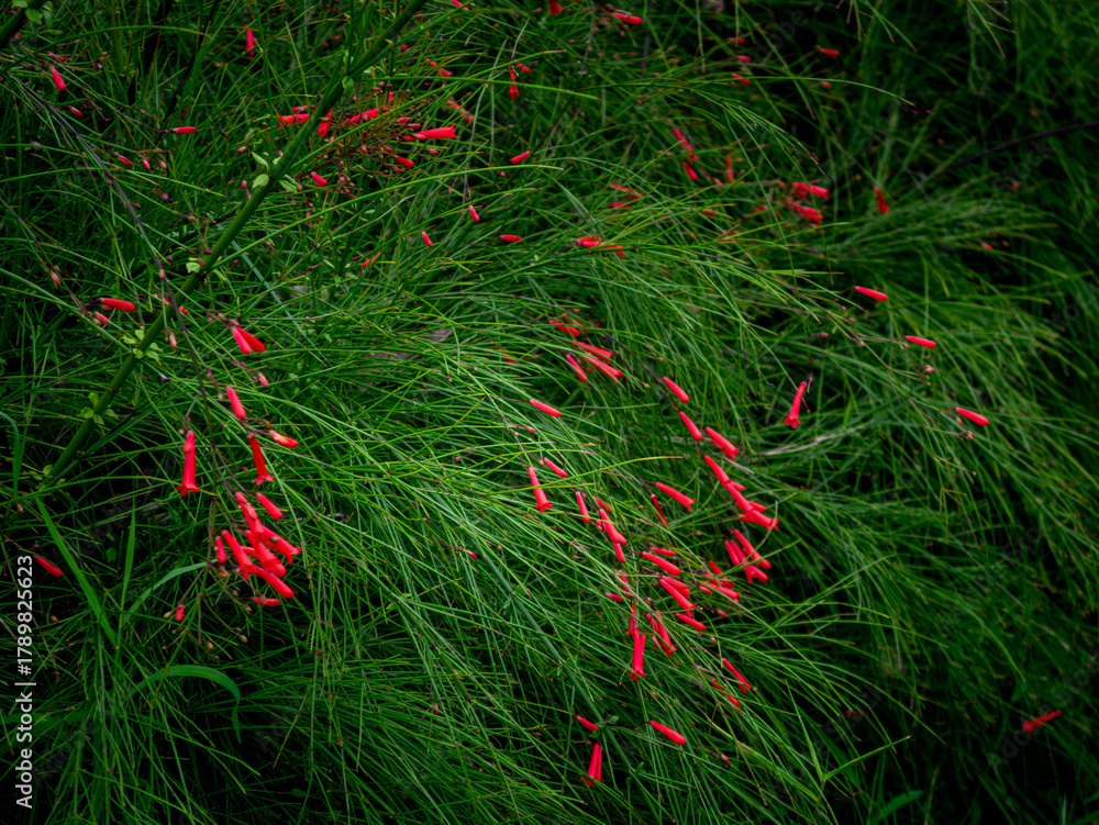 Fototapeta premium Red Russelia Equisetiformis Firecracker Plant Tubular Flowers Blooming on Green Background Bokeh