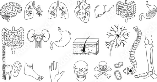 Human Anatomy Doodles with Internal Organs, Skeleton, and Neuron on White Background