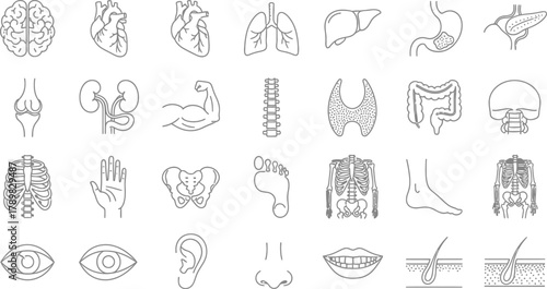 Human Organs Gray Line Art Heart, Brain, Lungs, Liver, Hand, Foot, Ribcage on White
