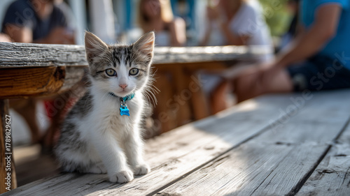 A small cute cat with white and grey fur is sitting on the floor of an outdoor table, wearing blue collar tag around neck. Ai generated