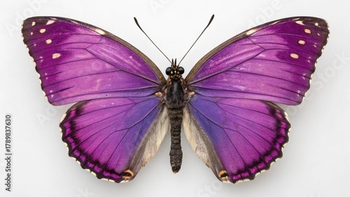 Butterfly insect on a pink flower macro isolated against white background, showcasing colorful summer wildlife beauty
