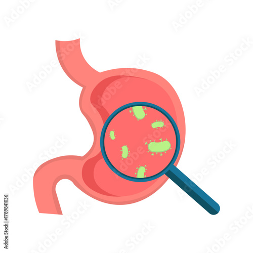 Isolated illustration of the stomach organ and bacteria inside it seen through a magnifying glass for advertising, banners, educational images of health services about stomach health.