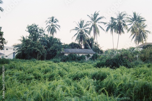 Canvas Print Abandoned house in the middle of green and bushy swamp and palm tree in the background