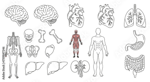 Explore the human body's intricate systems with detailed anatomical illustrations of organs and skeletal structures perfect for educational and medical visuals, Generative AI.