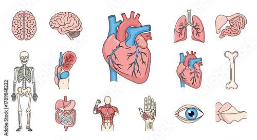 Discover the human body's amazing internal systems with this vibrant collection of anatomical illustrations for medical and educational use, Generative AI.