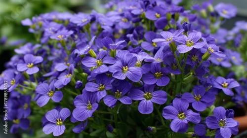 Colorful aubrieta blooms create a vivid display in a garden setting during spring with sunlight illuminating the petals