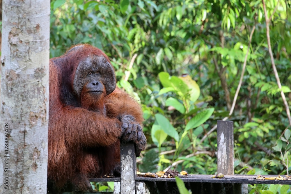 Fototapeta premium Orangutans in Tanjung Puting National Park, Kalimantan, Indonesia