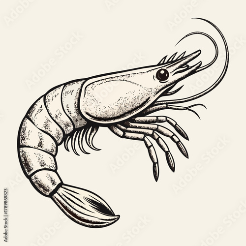 Vintage hand drawn shrimp illustration, detailed seafood sketch, black and white prawn engraving design.