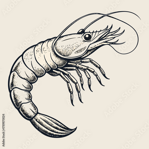 Vintage hand drawn shrimp illustration, detailed seafood sketch, black and white prawn engraving design.