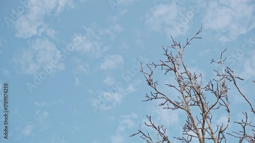 Leafless tree branches on a background of a gentle blue sky with light clouds