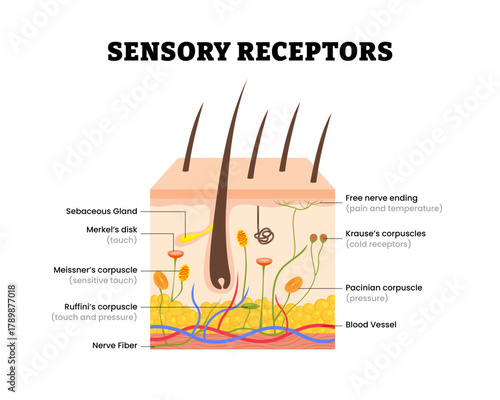 Human skin sensory receptors structure anatomy. Labeled Merkel's disk, meissner, ruffini's corpuscle, nerve fiber, free nerve ending. Human skin layers anatomy cross section. Vector illustration