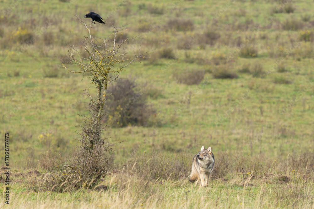 Naklejka premium Grey wolf in a natural habitat in Dutch nature