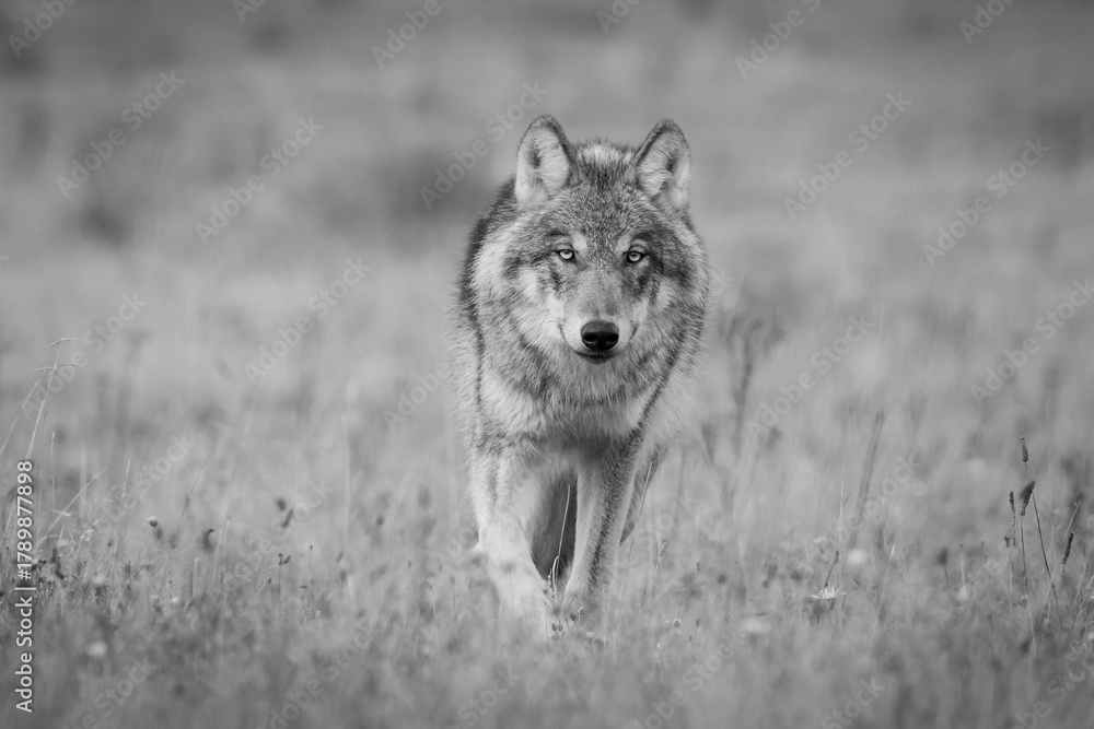 Fototapeta premium Grey wolf in a natural habitat in Dutch nature