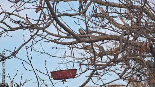 A small Great Tit (Parus major) eating from a handmade bird feeder hanging on a leafless tree in autumn