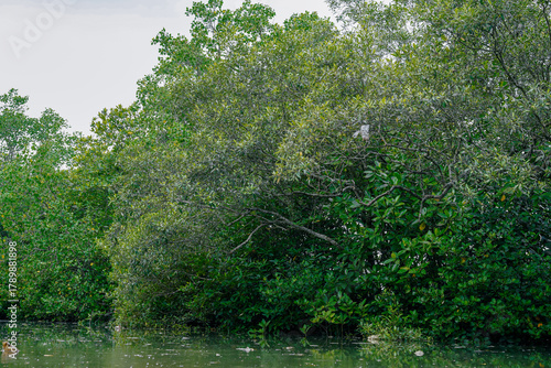 Lush tropical mangrove forest landscape background (Rhizophora mangle). Dense green canopy over calm river water, natural coastal wetland ecosystem view for environmental conservation and eco banners.