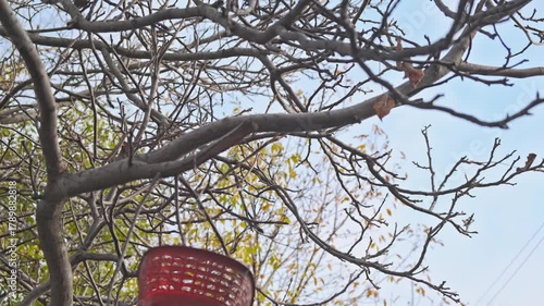 A small Great Tit (Parus major) perched among the tangled, bare branches of a tree in late autumn