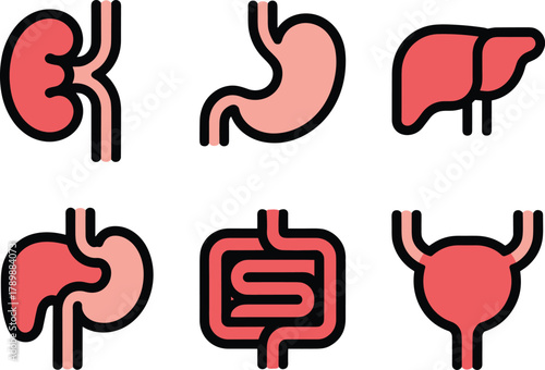 Flat Human Internal Organ Icons Set, Anatomy, Kidneys, Stomach, Liver and Bladder Vector.