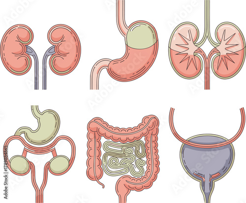 Pastel Human Internal Organs Set, Outline Vector Illustration of Anatomy and Digestive System.