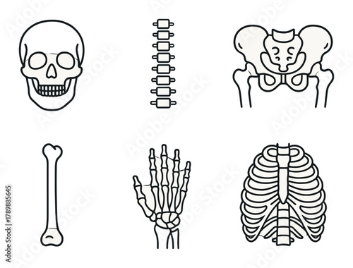 Detailed human skeleton diagrams: skull, spine, pelvis, femur, hand, ribcage anatomy