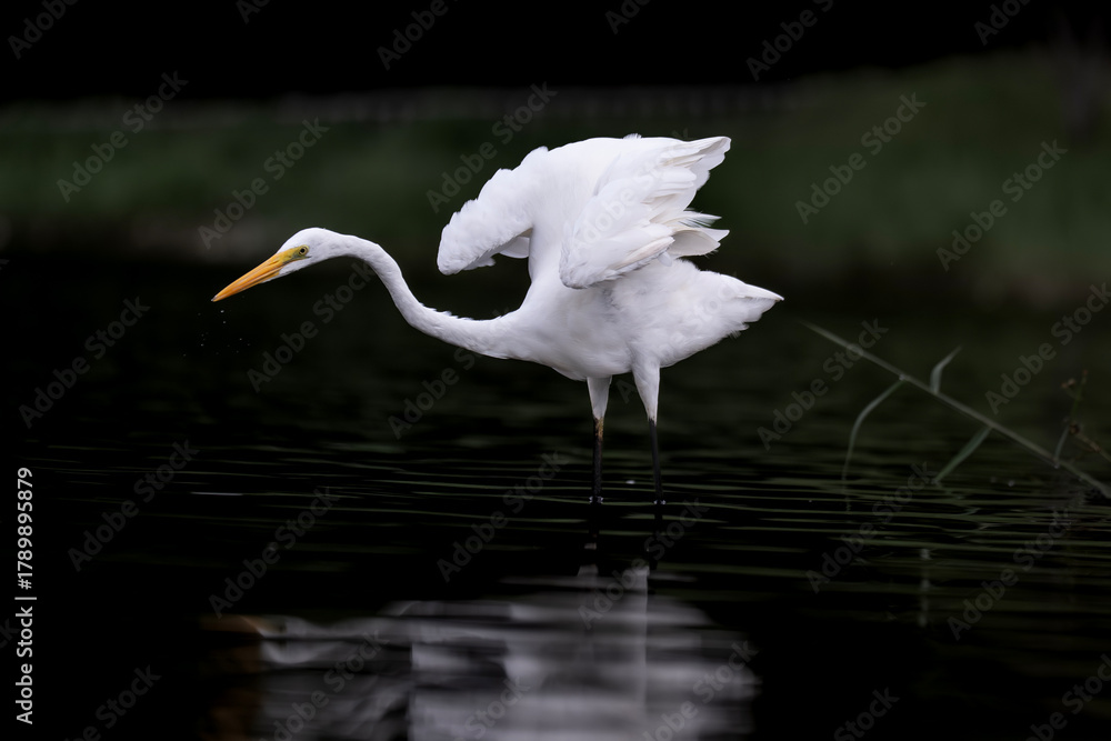 Obraz premium Great Egret spreads it's wings
