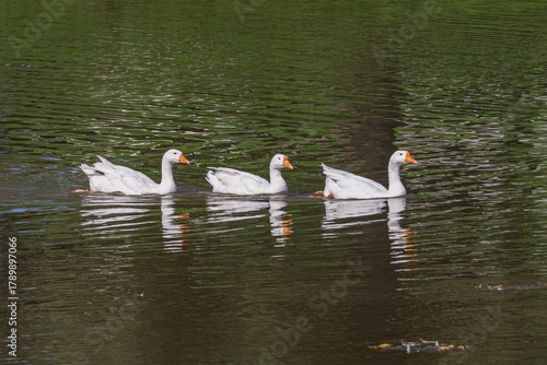 Three white geese swim on the water