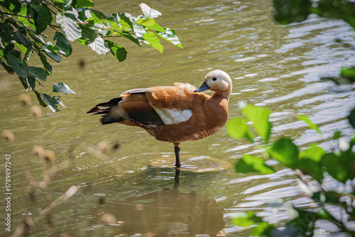 A duck stands in the water surrounded by green leaves. Soft focus