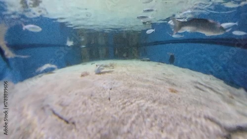 Variety of marine life, including small fish of Adriatic Sea, crustaceans, and rays, inhabiting the sandy seabed and blue waters of an underwater environment, showcasing biodiversity