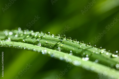 Fresh morning dew drops on ...