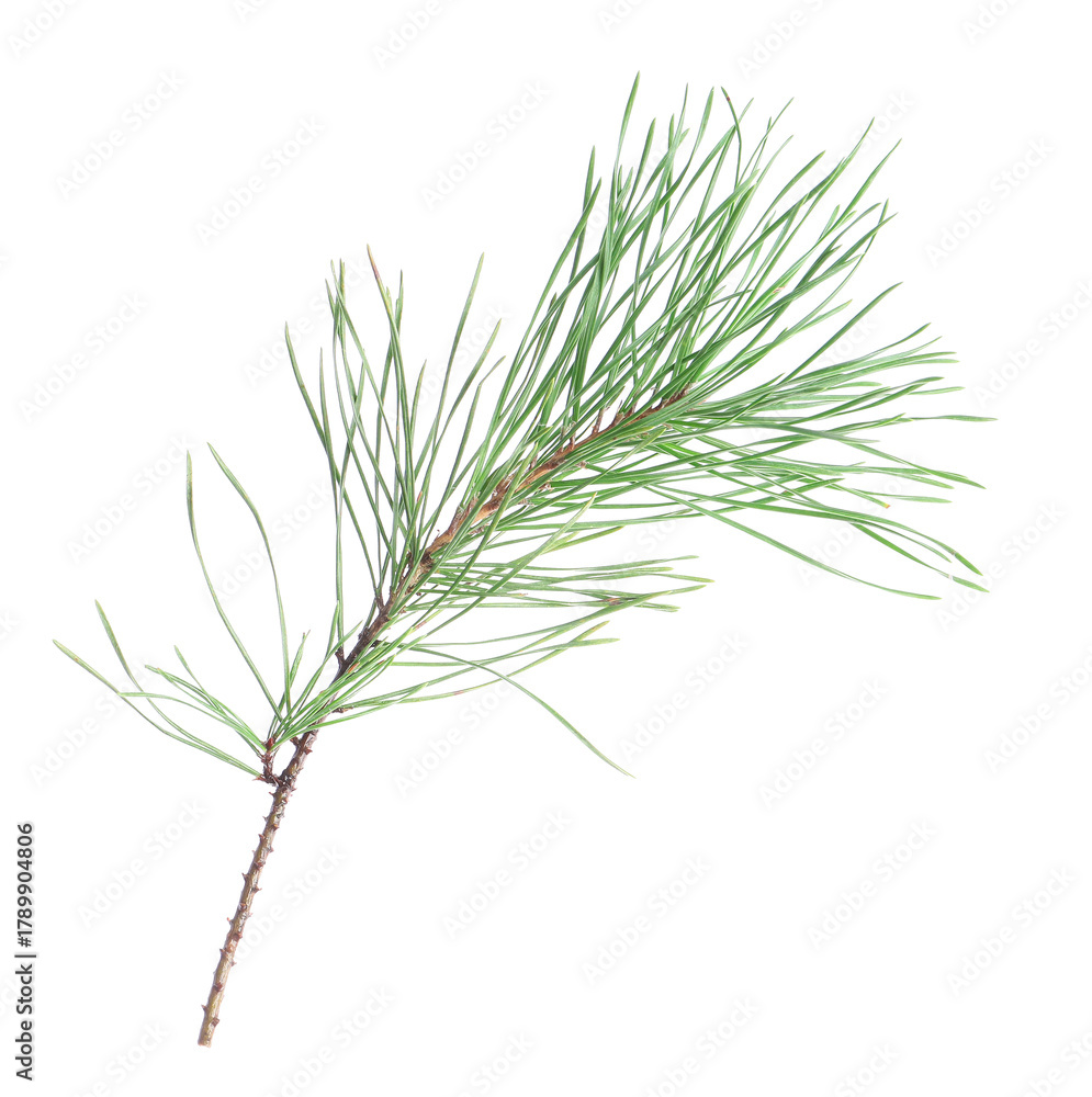 Fototapeta premium Beautiful pine branch isolated on white. Christmas tree